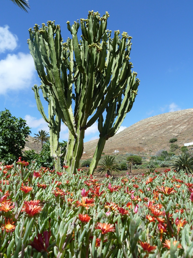 Fuerteventura 2011- Betancuria 5