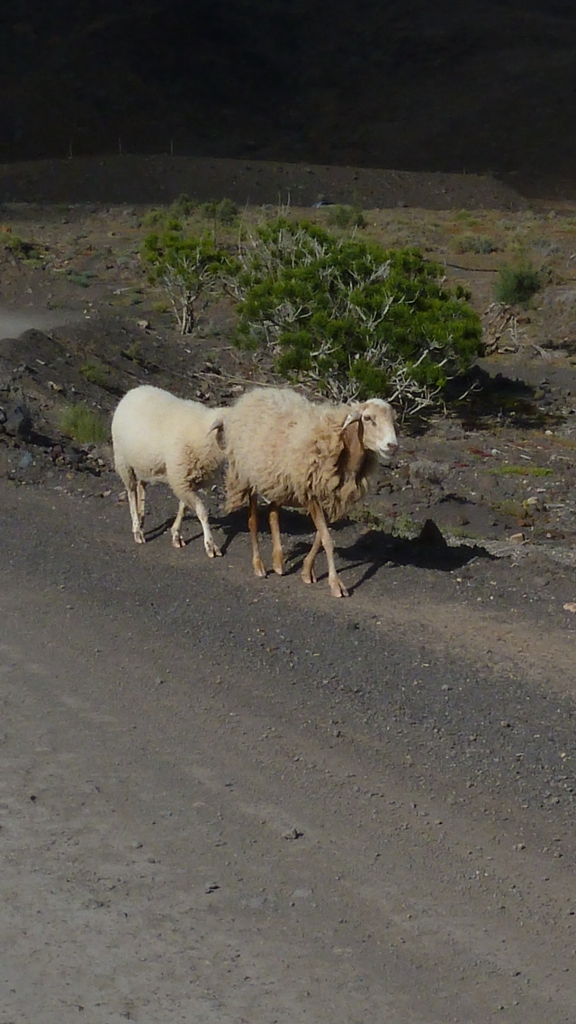 Fuerteventura 2011- Cofete 4