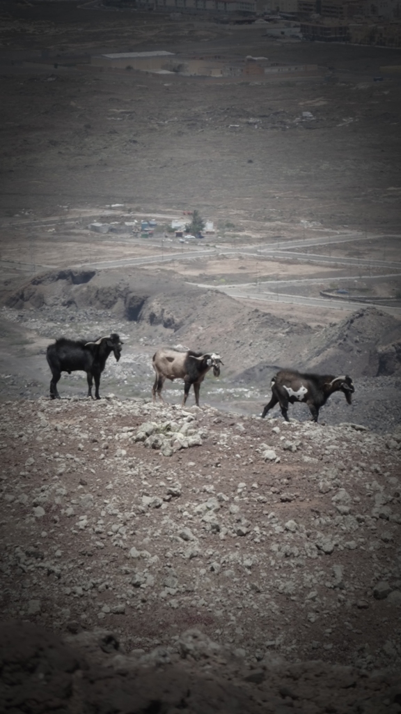 Fuerteventura 2011- sopka 2
