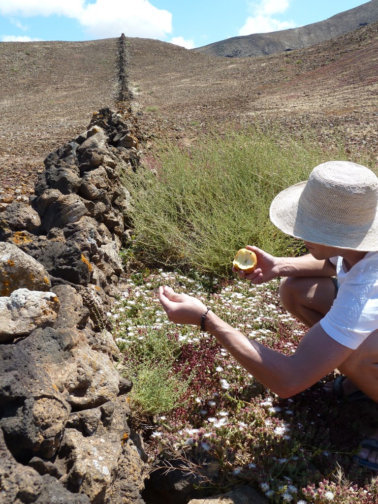 Fuerteventura 2011- sopka 6