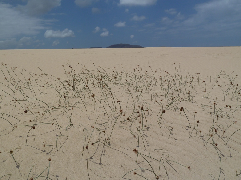 Fuerteventura 2011-duny Corralejo