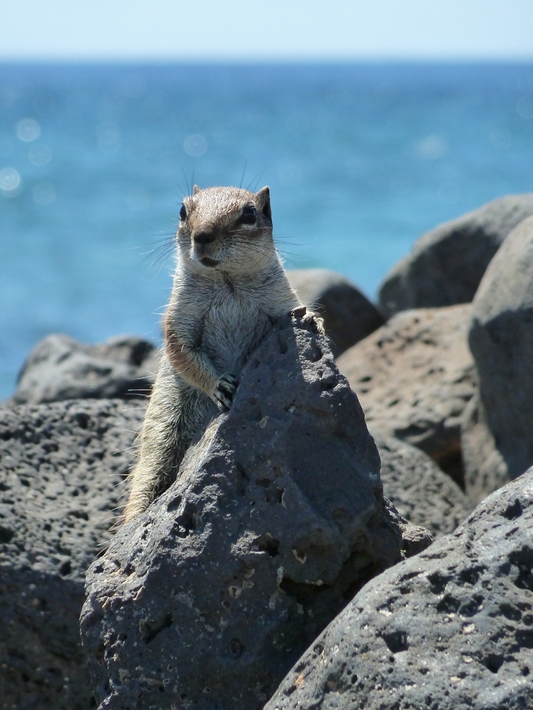 Fuerteventura 2011-makro 5