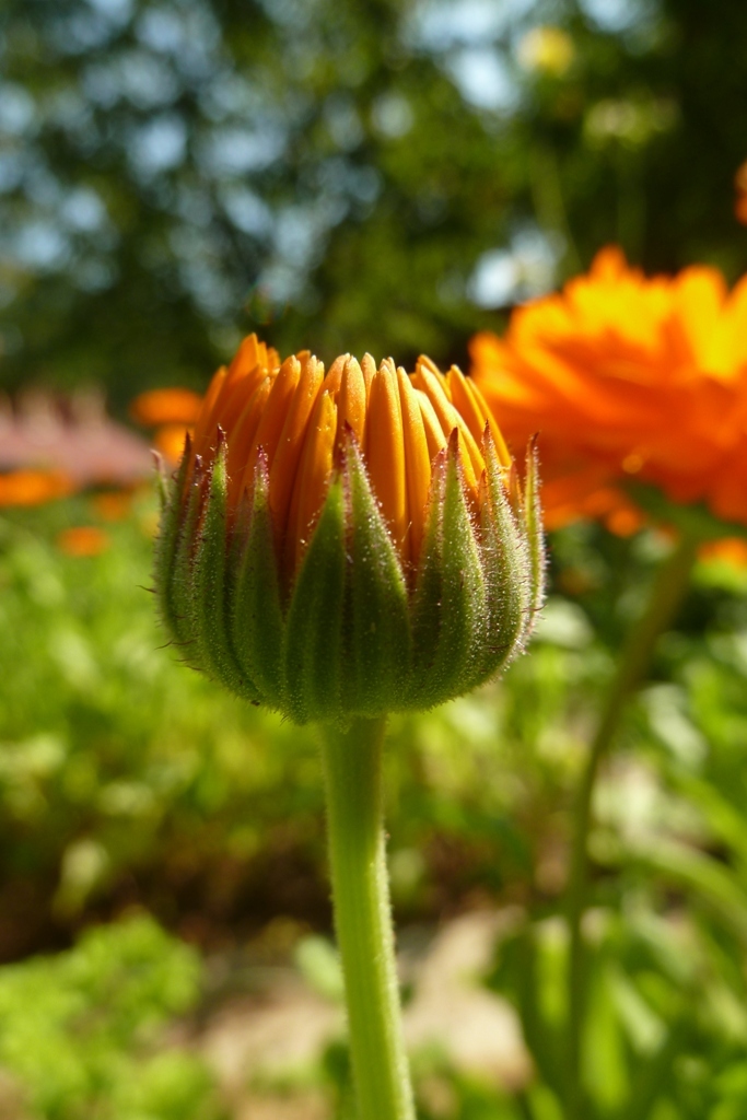 P1000729