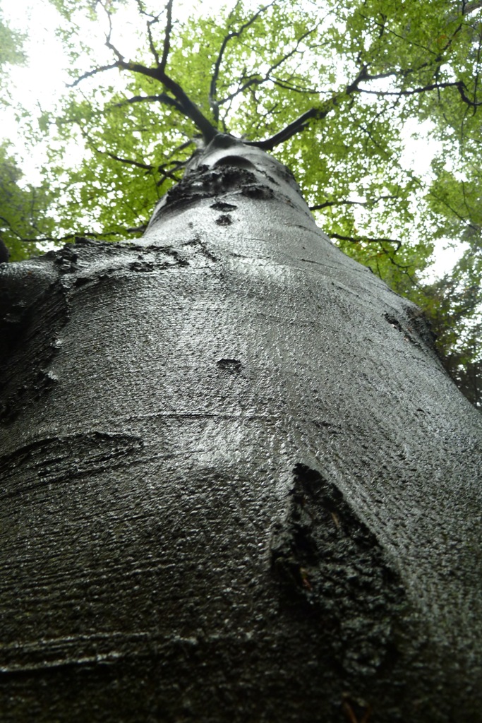P1000740