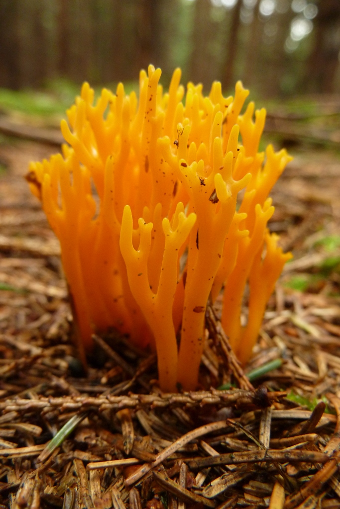 P1000741