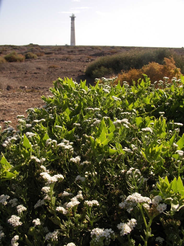 Fuerteventura-makro 1