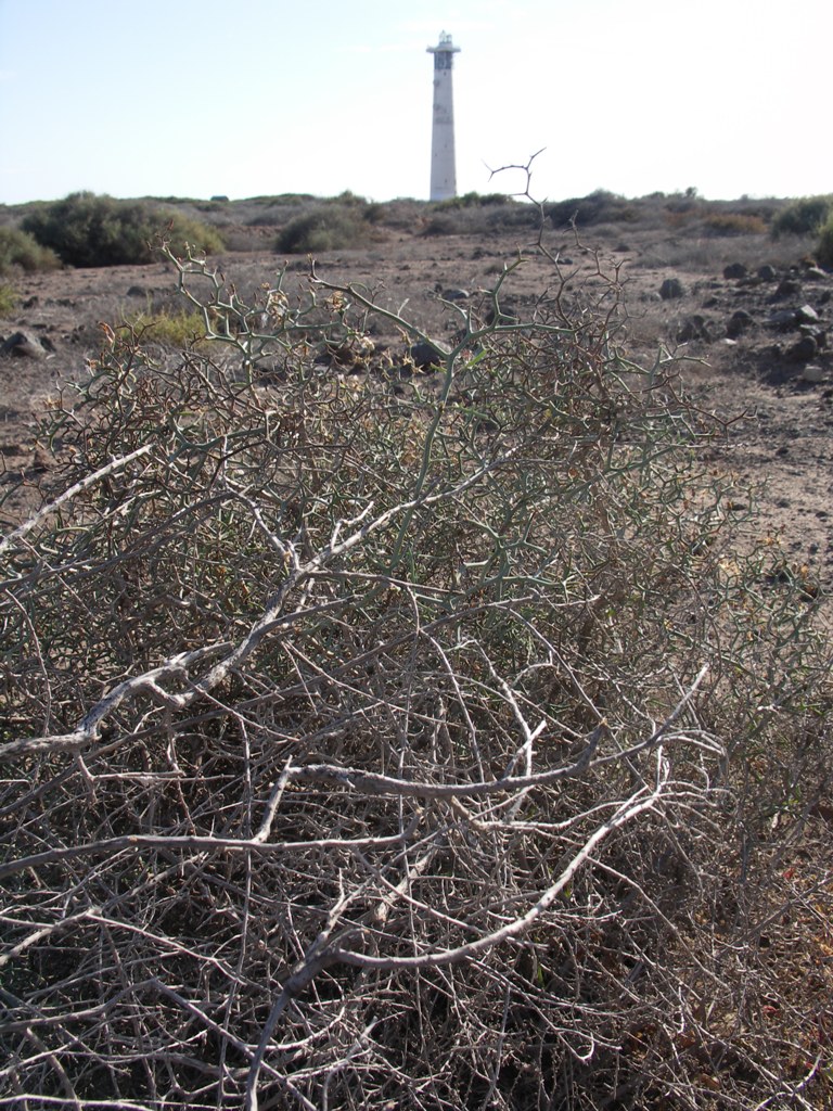 Fuerteventura-makro 3