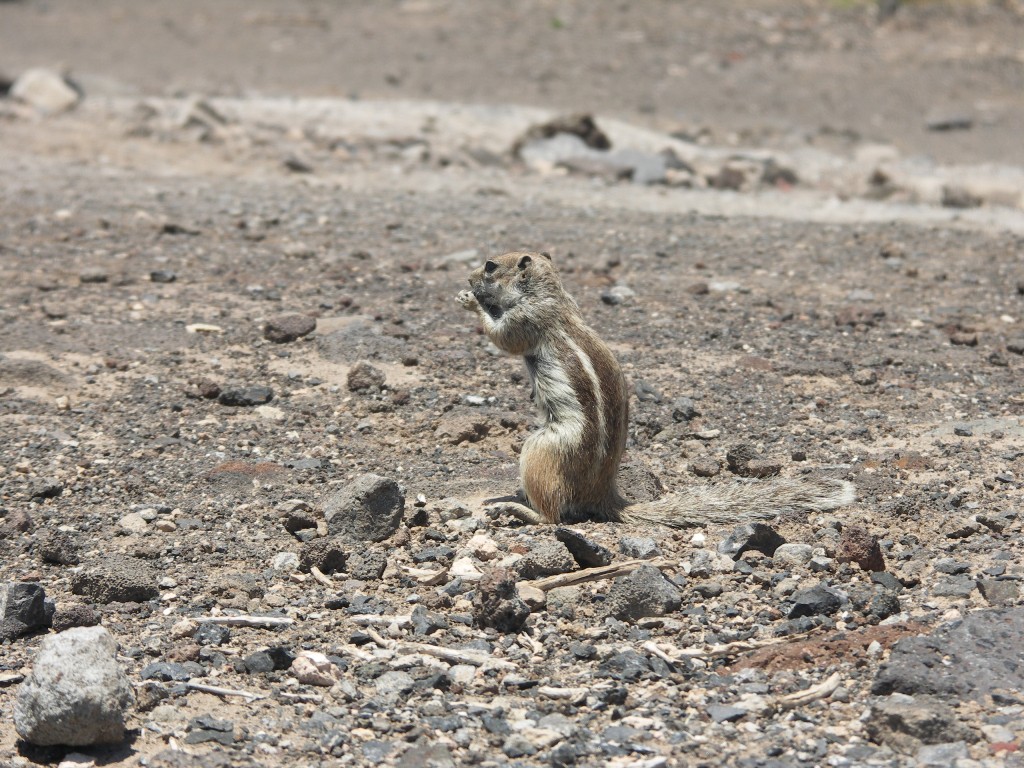 Fuerteventura-fauna 1